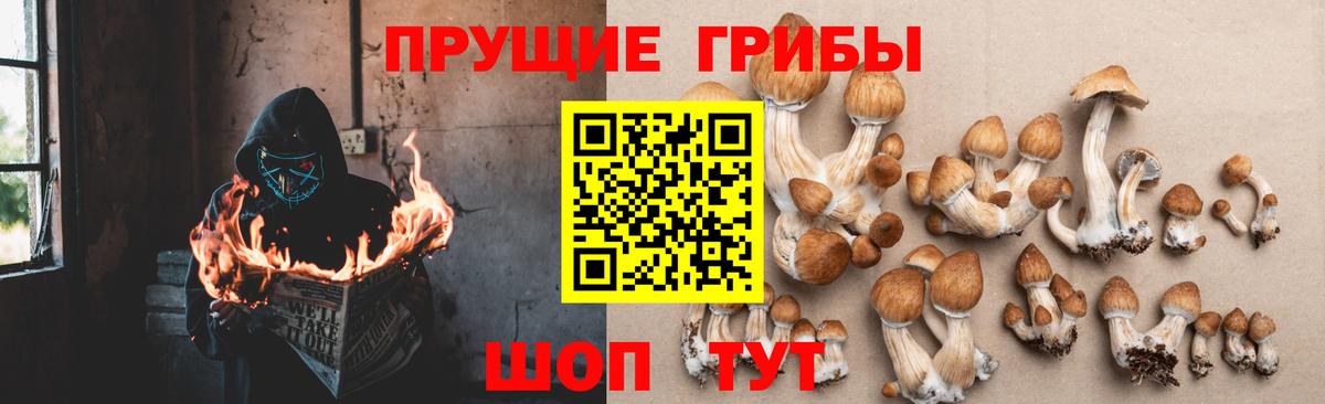 как найти   Галлюциногенные грибы Psilocybine cubensis  Вход с VPN  Кувандык 